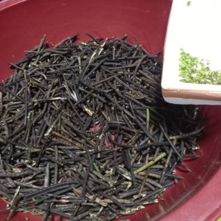 맹방유채꽃축제박승희님의 콩 · 자유게시판 작성글 사진