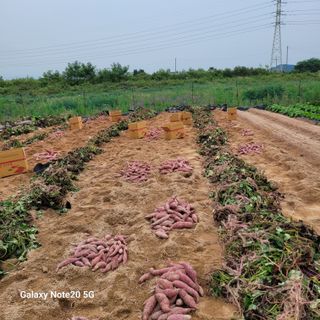 송명식님의 고구마 · 자유게시판 작성글 사진
