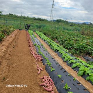 송명식님의 고구마 · 자유게시판 작성글 사진