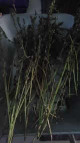 팜모닝 참깨·영농일지 게시글 이미지