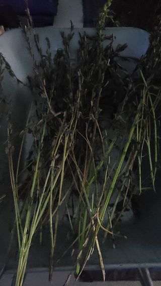 전영순님의 참깨 · 영농일지 작성글 사진