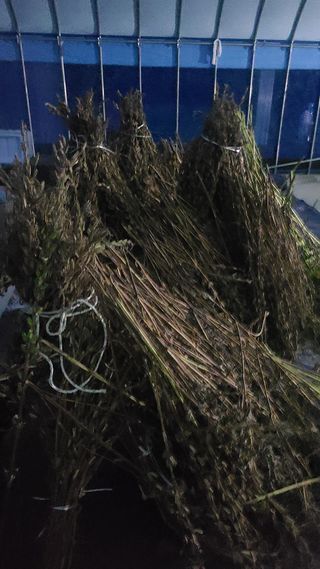 전영순님의 참깨 · 영농일지 작성글 사진