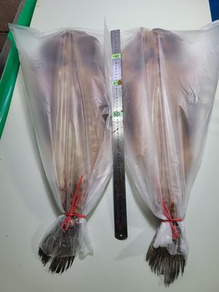 목포제주수산님의 장터이야기 · 자유게시판 작성글 사진