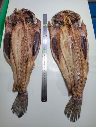 목포제주수산님의 장터이야기 · 자유게시판 작성글 사진