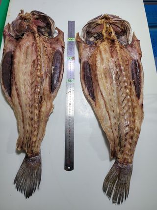 목포제주수산님의 장터이야기 · 자유게시판 작성글 사진