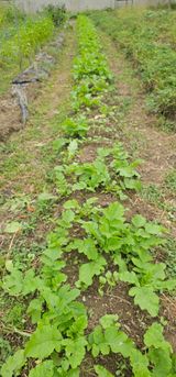 팜모닝 배추·영농일지 게시글 이미지