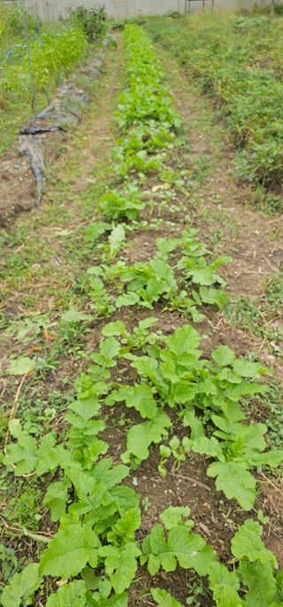 헤라네(김정현)님의 배추 · 영농일지 작성글 사진