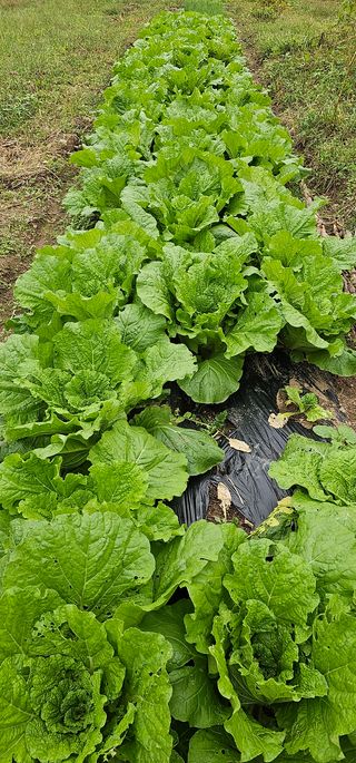 헤라네(김정현)님의 배추 · 영농일지 작성글 사진