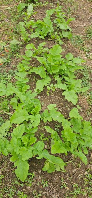 헤라네(김정현)님의 배추 · 영농일지 작성글 사진