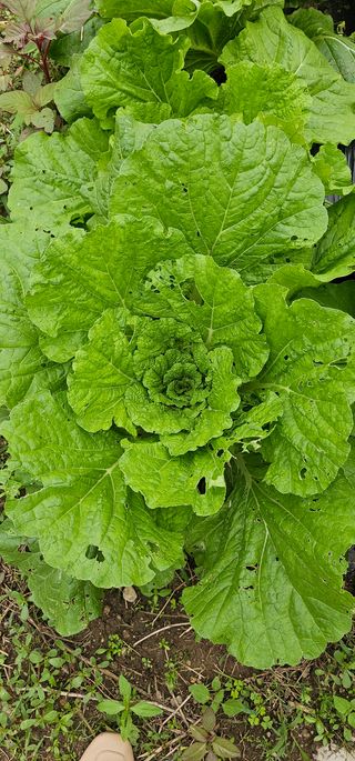 헤라네(김정현)님의 배추 · 영농일지 작성글 사진