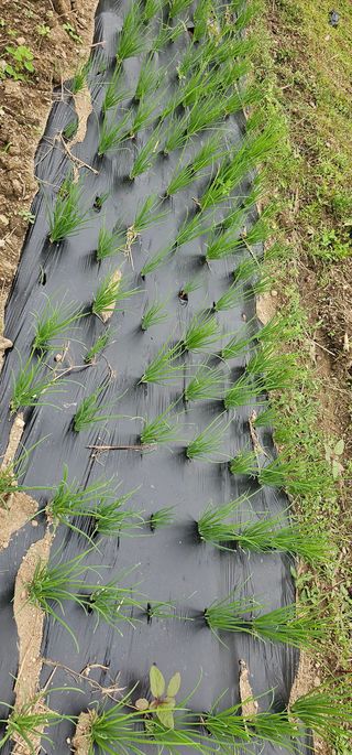 헤라네(김정현)님의 배추 · 영농일지 작성글 사진