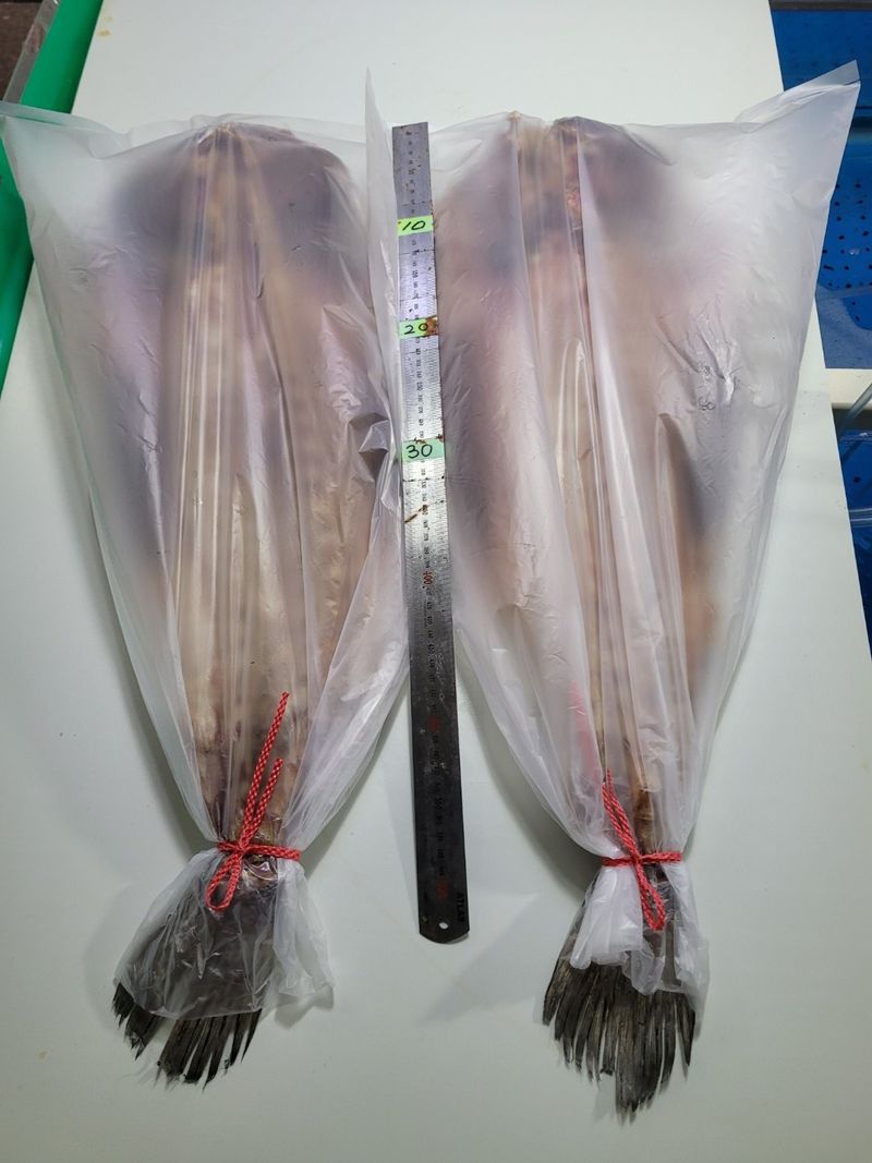 목포제주수산님의 장터 판매 상품 [반건조 민어] 첨부 사진