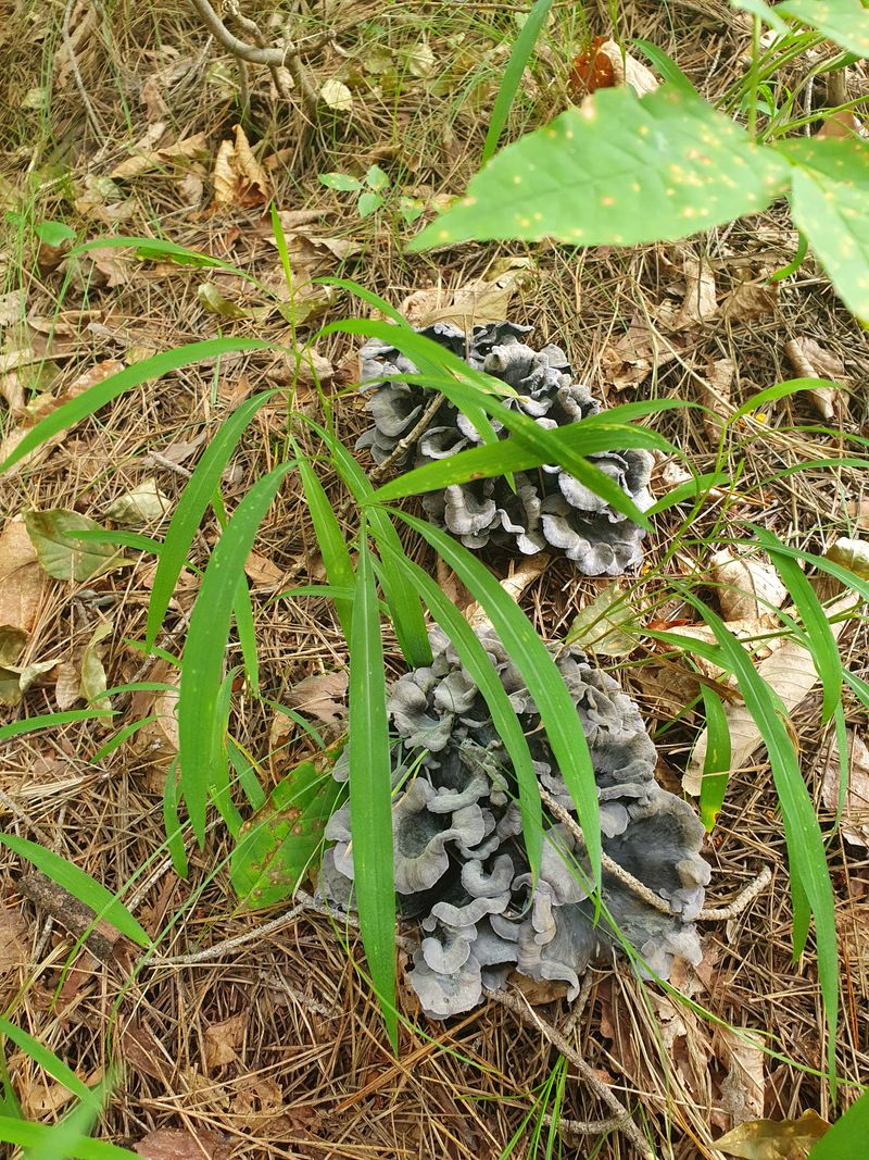 장터 상품 [먹버섯1kg] 썸네일