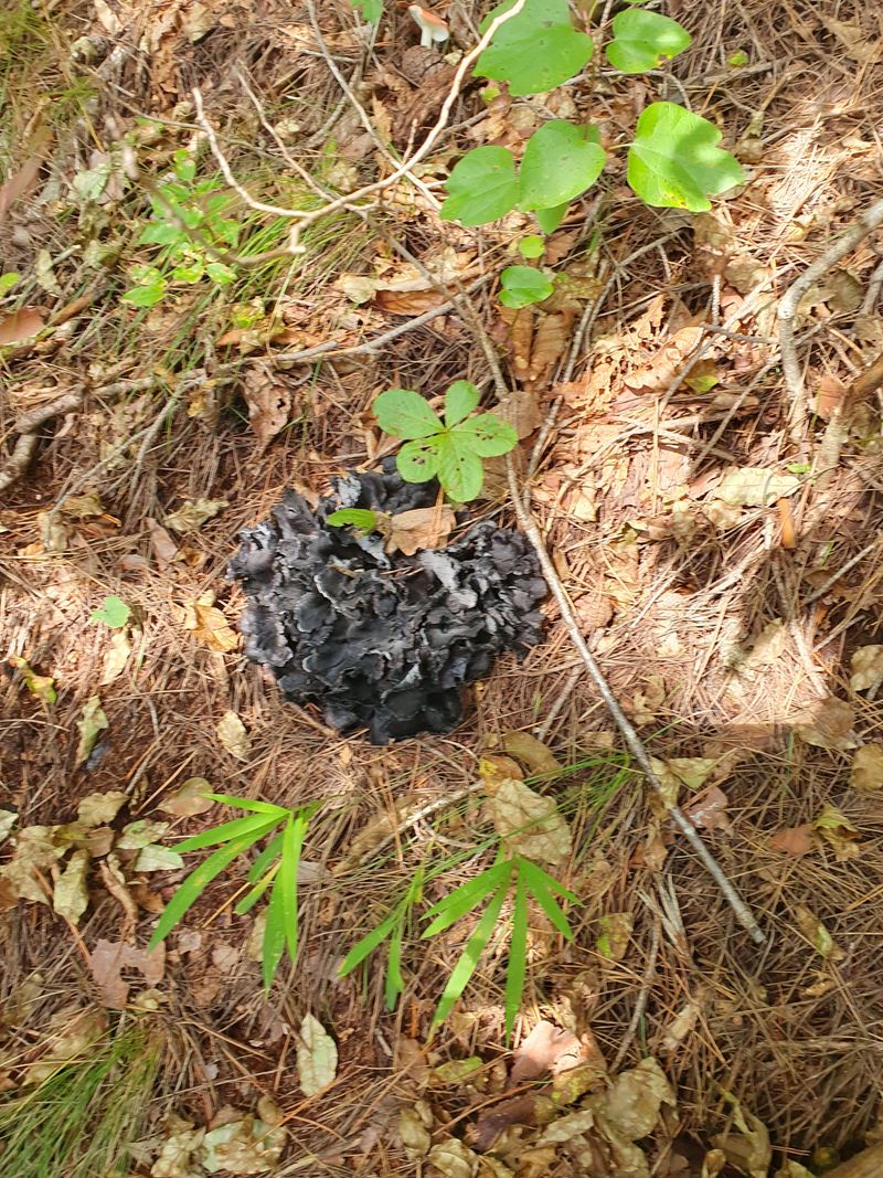 예천토종꿀벌 님의 장터 판매 상품 [먹버섯1kg] 첨부 사진