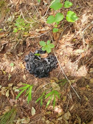 예천토종꿀벌 님의 작성글 사진