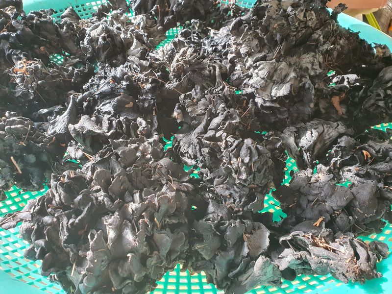 예천토종꿀벌 님의 장터 판매 상품 [먹버섯1kg] 첨부 사진