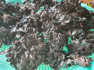 예천토종꿀벌 님의 작성글 사진