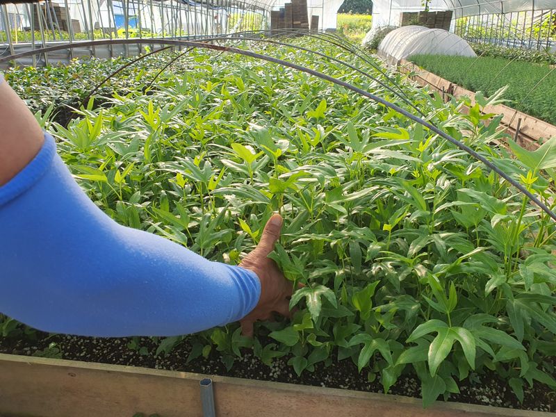 장터 상품 [황칠나무] 썸네일