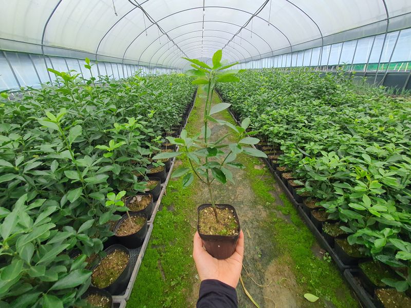 장터 상품 [황금사철,황칠나무,동백,레드로빈,포트묘] 썸네일