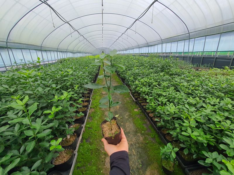 강진묘목농원님의 장터 판매 상품 [황금사철,황칠나무,동백,레드로빈,포트묘] 첨부 사진