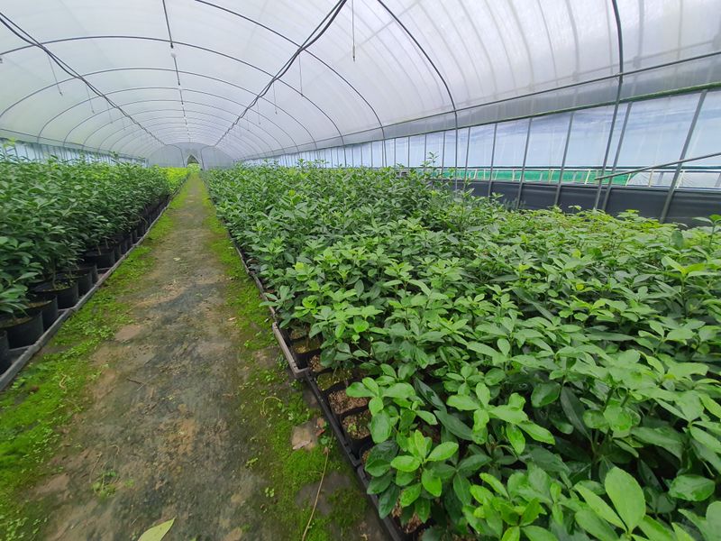 강진묘목농원님의 장터 판매 상품 [황금사철,황칠나무,동백,레드로빈,포트묘] 첨부 사진