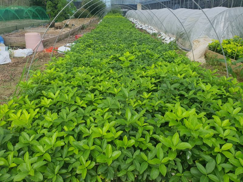 강진묘목농원님의 장터 판매 상품 [황금사철,황칠나무,동백,레드로빈,포트묘] 첨부 사진