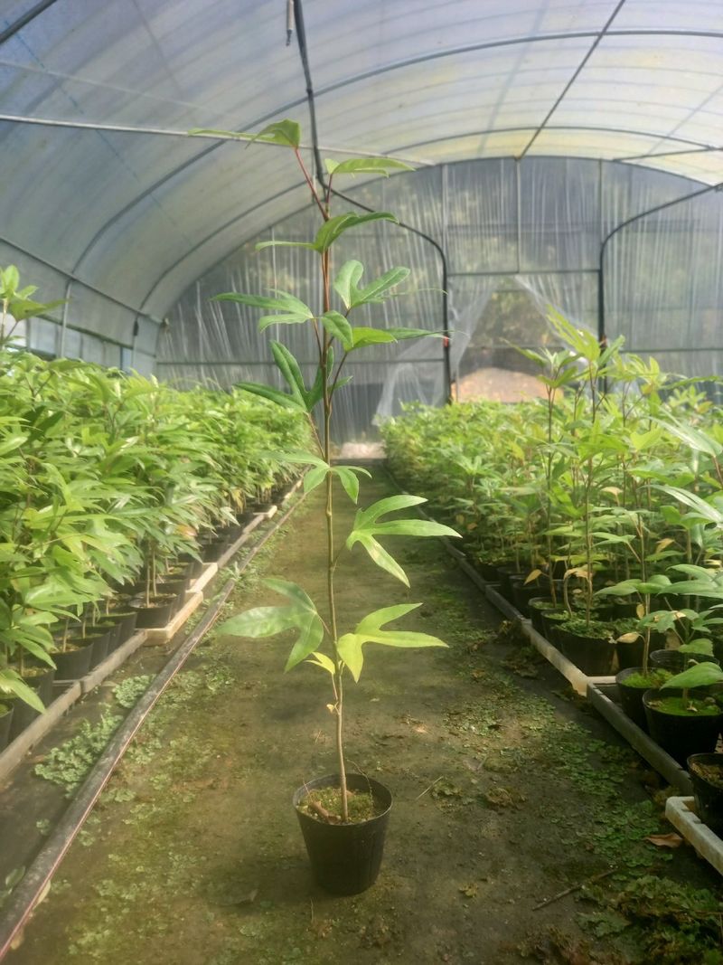 강진묘목농원님의 장터 판매 상품 [황금사철,황칠나무,동백,레드로빈,포트묘] 첨부 사진