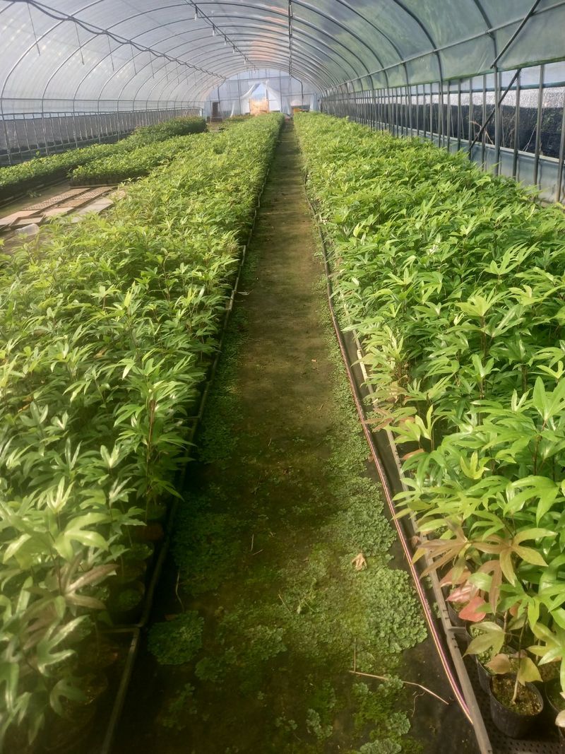 강진묘목농원님의 장터 판매 상품 [황금사철,황칠나무,동백,레드로빈,포트묘] 첨부 사진