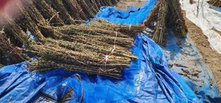 석송호두농원님의 참깨 · 자유게시판 작성글 사진