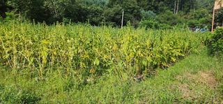 석송호두농원님의 참깨 · 자유게시판 작성글 사진