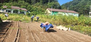 석송호두농원님의 참깨 · 자유게시판 작성글 사진