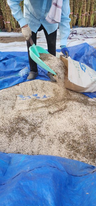 석송호두농원님의 참깨 · 자유게시판 작성글 사진