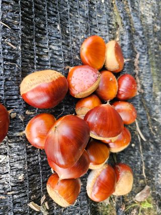 김용석님의 윷놀이 끝! 어떠셨나요? · 참여글 작성글 사진