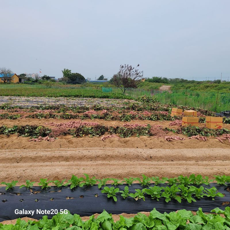 장터 상품 [해남꿀밤고구마 10kg] 썸네일