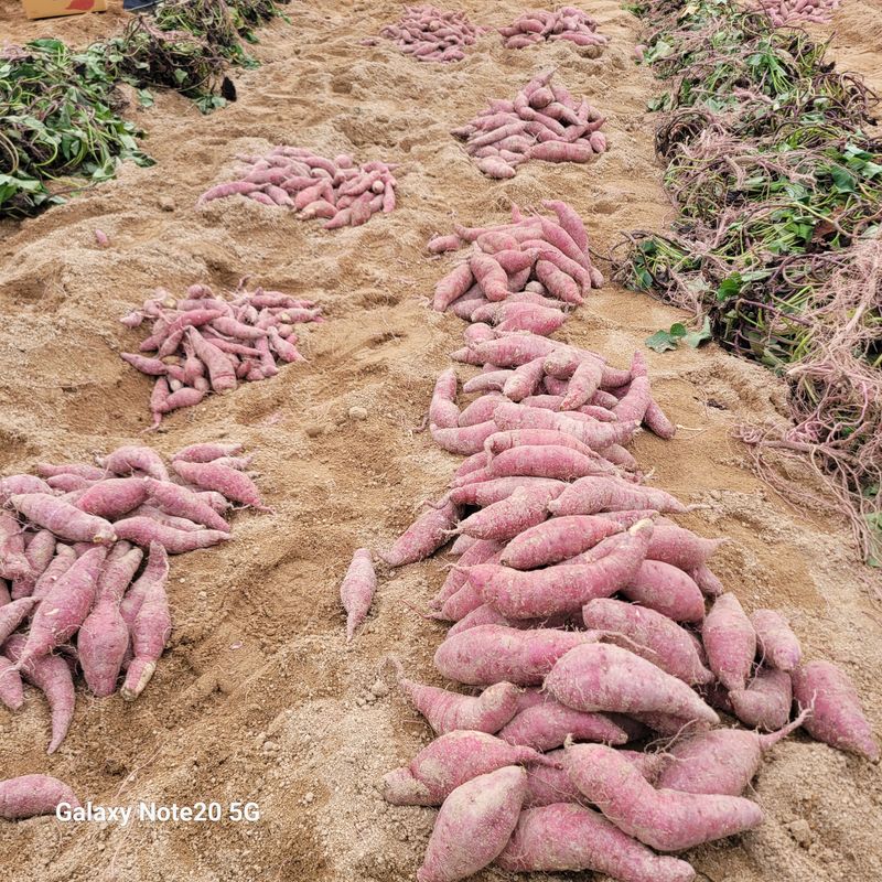 송명식님의 장터 판매 상품 [해남꿀밤고구마 10kg] 첨부 사진