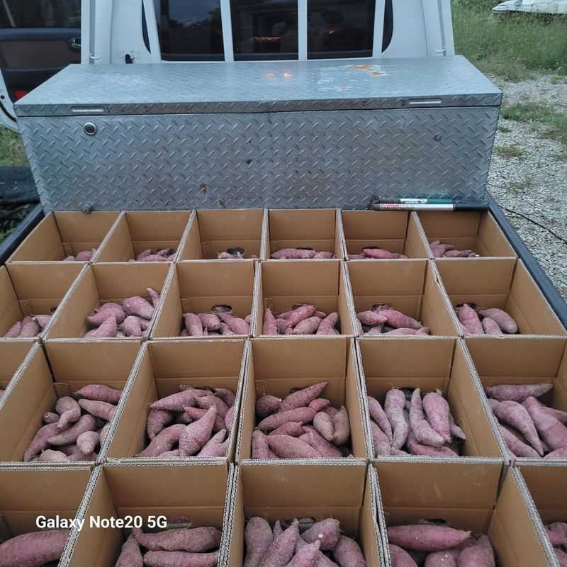 송명식님의 장터 판매 상품 [해남꿀밤고구마 10kg] 첨부 사진