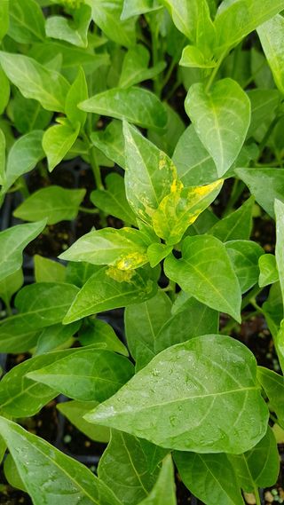 이은지님의 고추 · 병해충상담 작성글 사진