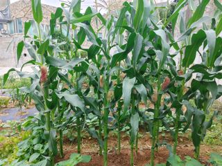 농부의 아들님의 상추 · 자유게시판 작성글 사진