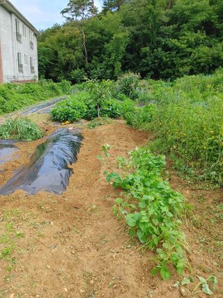 농부의 아들님의 상추 · 자유게시판 작성글 사진