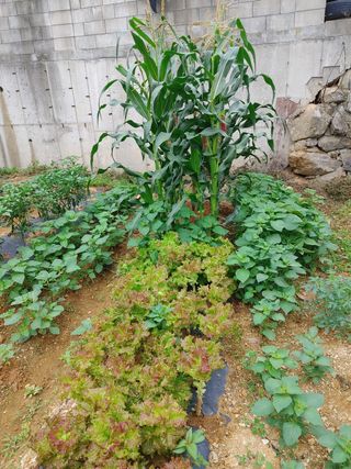 농부의 아들님의 상추 · 자유게시판 작성글 사진