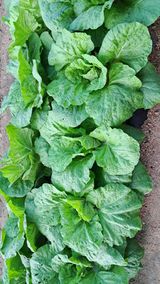 팜모닝 윷놀이 끝! 어떠셨나요?·참여글 게시글 이미지