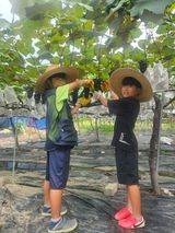 팜모닝 포도·자유게시판 게시글 이미지