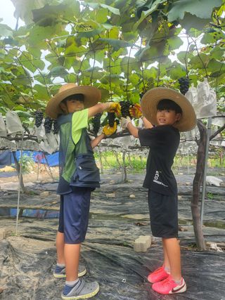 소백산단산포도이종석님의 포도 · 자유게시판 작성글 사진