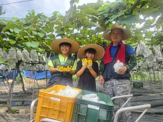 소백산단산포도이종석님의 포도 · 자유게시판 작성글 사진