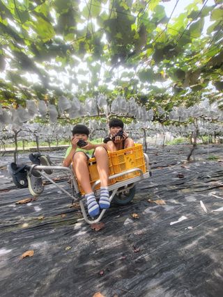 소백산단산포도이종석님의 포도 · 자유게시판 작성글 사진