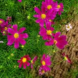 팜모닝 윷놀이 끝! 어떠셨나요?·참여글 게시글 이미지