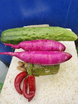 휘성님의 윷놀이 끝! 어떠셨나요? · 참여글 작성글 사진