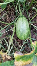 팜모닝 윷놀이 끝! 어떠셨나요?·참여글 게시글 이미지