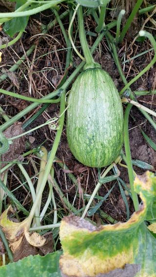 초보텃밭님의 윷놀이 끝! 어떠셨나요? · 참여글 작성글 사진