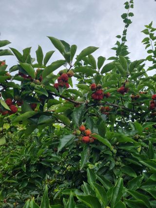 정의학님의 윷놀이 끝! 어떠셨나요? · 참여글 작성글 사진